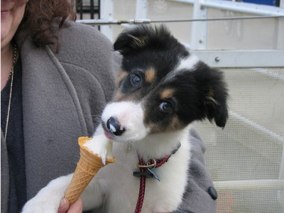 is it ok to give puppies ice cream